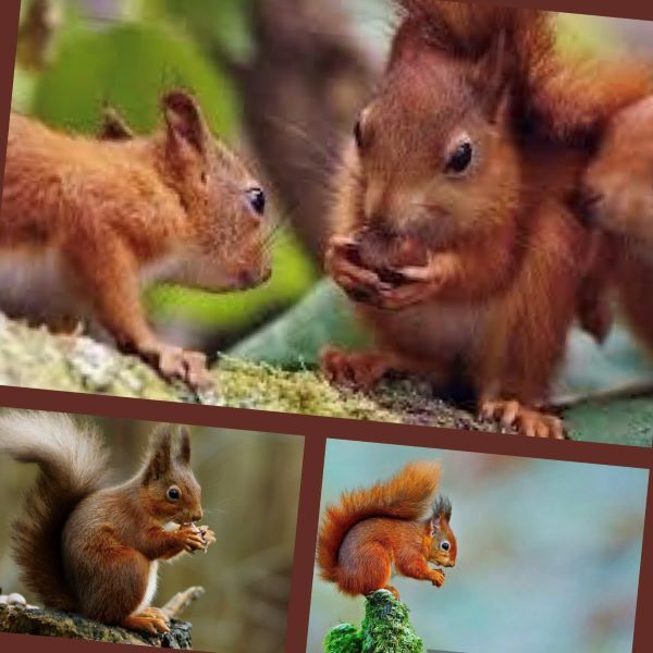 RED SQUIRREL DELIGHT